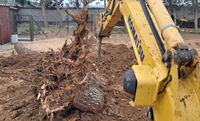 Travail de la dent Ripper